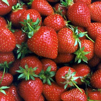 strawberry growing