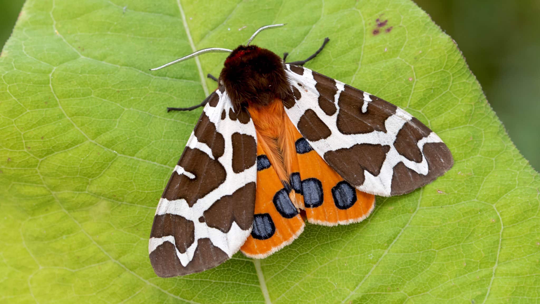 butterfly and moth workshop at wowo campsite glamping camping workshops sussex