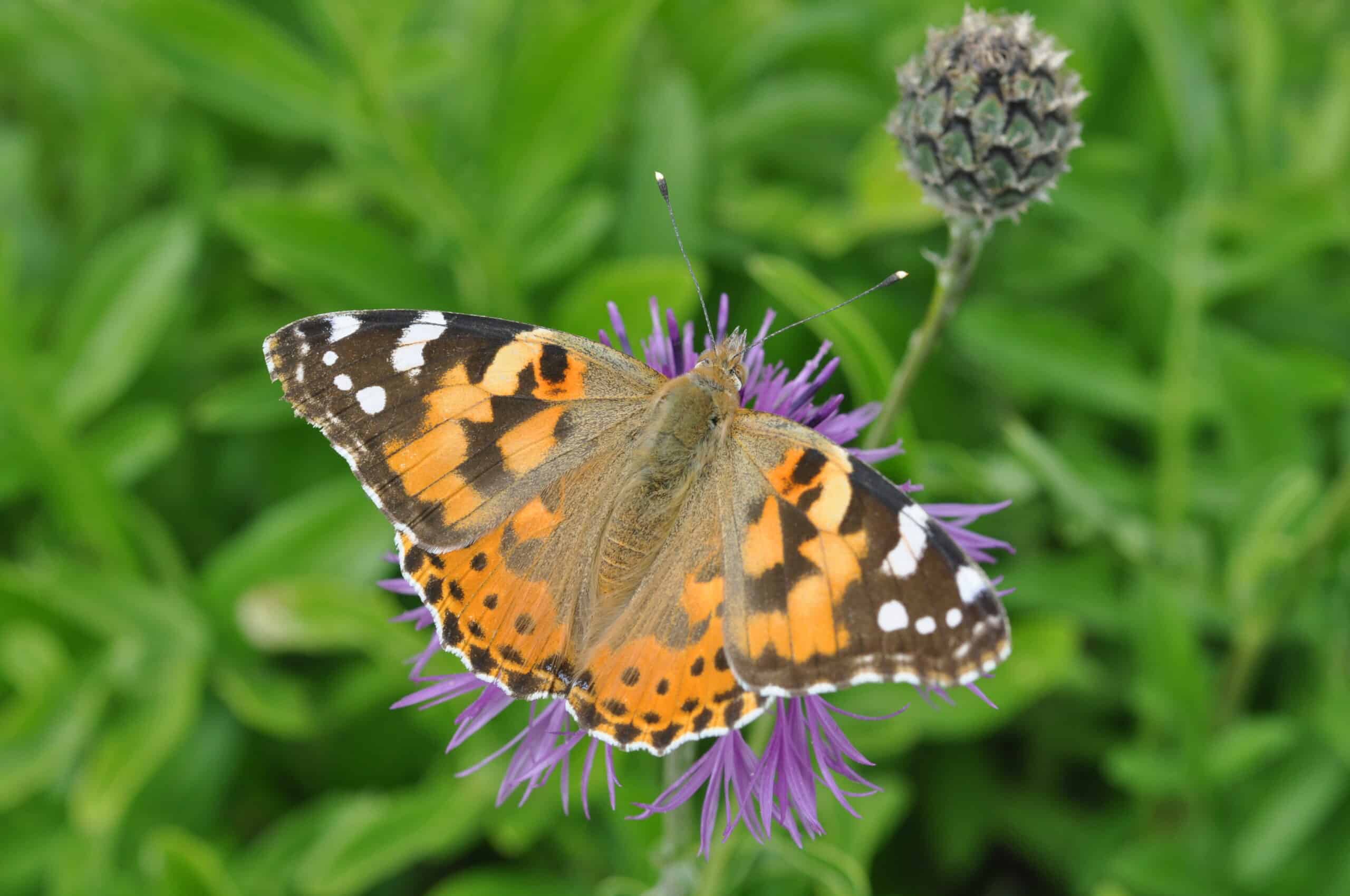 butterfly and moth workshop at wowo campsite glamping camping workshops sussex
